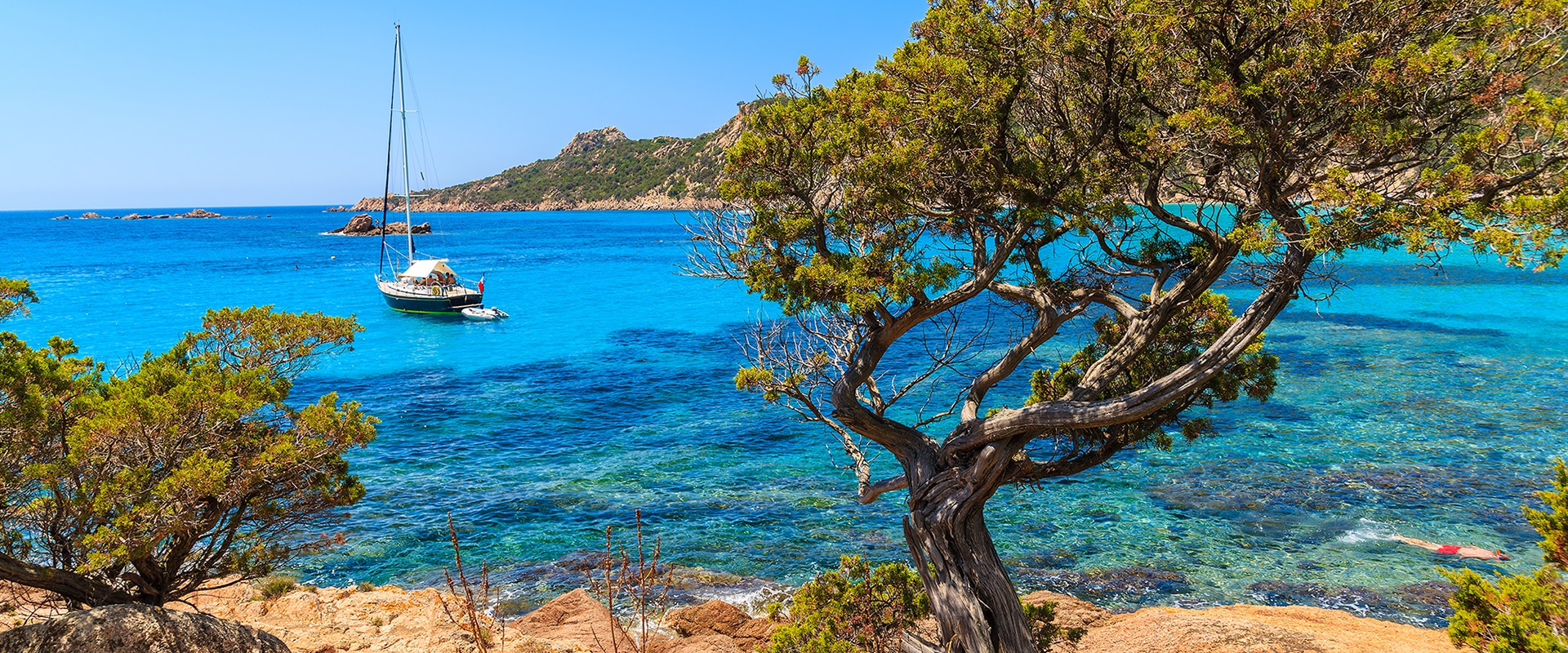 Pin dans une magnifique baie près de la plage de Roccapina, en Corse