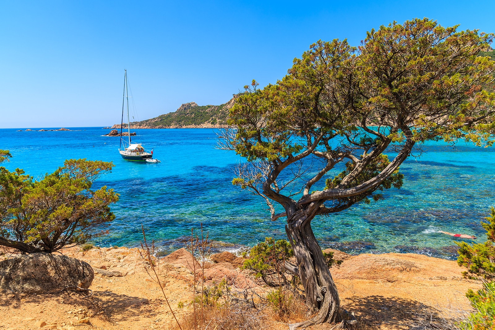 Pin dans une magnifique baie près de la plage de Roccapina, île de Beauté - Corse, France